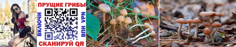 Псилоцибиновые грибы Psilocybe Купить Сурск
